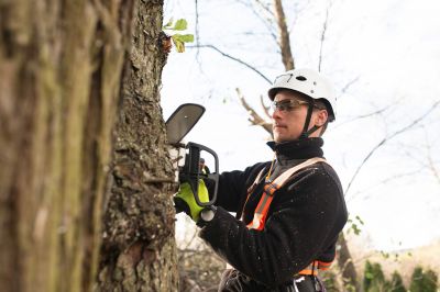 Experienced Arborists at Work