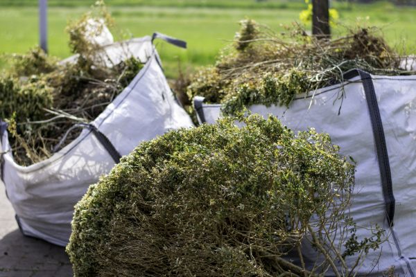 Cost of Shrubs Removal in Aiken