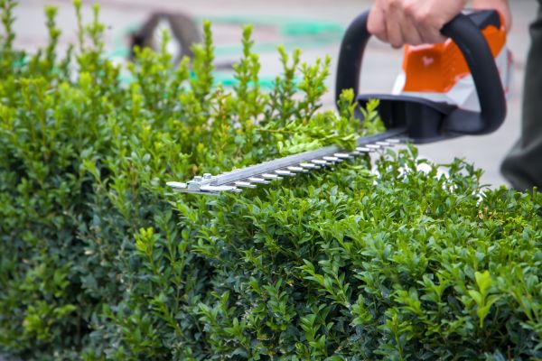 Cost of Evergreen Hedge Trimming in Aiken